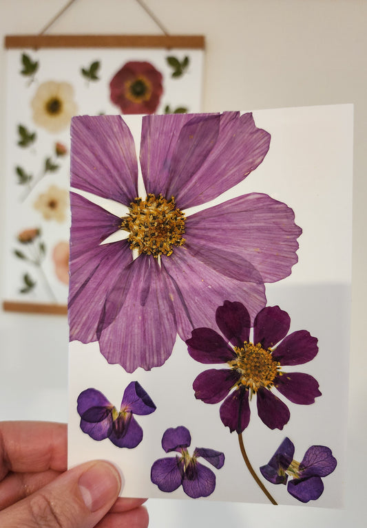 Real Pressed Flower Card - Cosmos