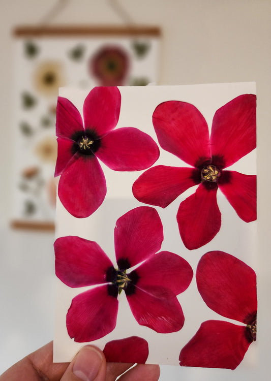 Real Pressed Flower Card - Cyclamen