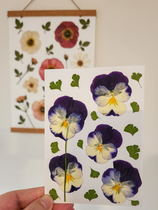 Real Pressed Flower Card - Pansy